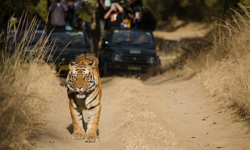 Sariska Tiger Reserve (195 km) | uncommon getaways from delhi