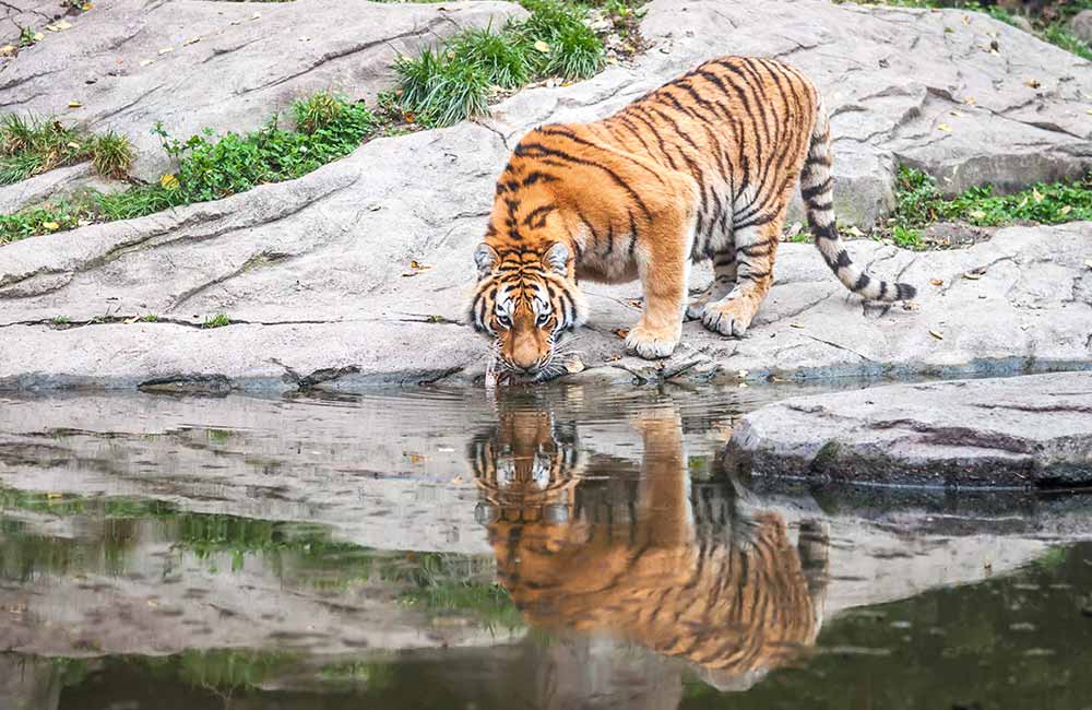 Sundarbans | Best weekend getaways near Kolkata