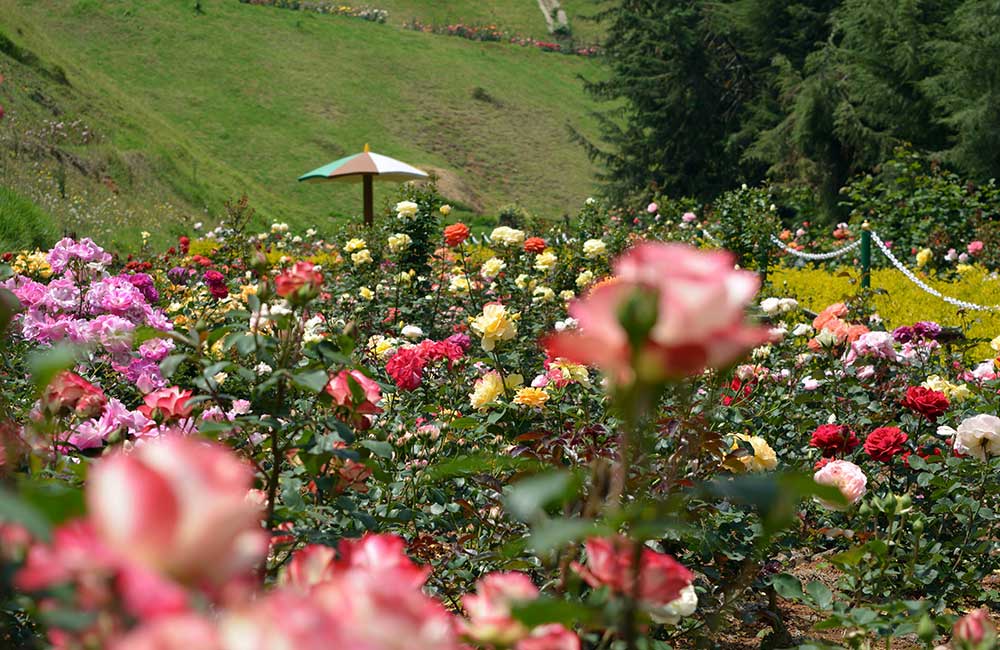 Government Rose Garden,Ooty
