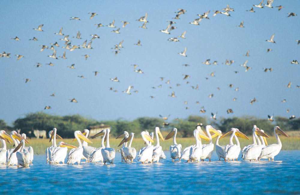 Nalsarovar Bird Sanctuary | Among the Best Places to Visit near Ahmedabad within 100 km