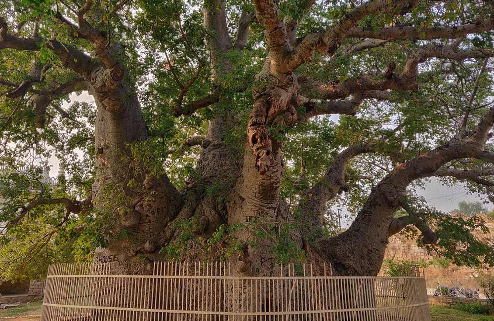 Hatiyan Jhad Baobab Tree, Hyderabad