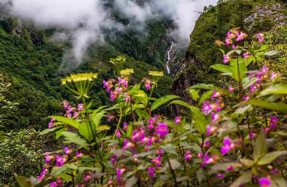 Valley of Flowers | Best Places to Visit in June