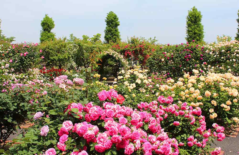 Government Rose Garden  | 2 days Itinerary Ooty