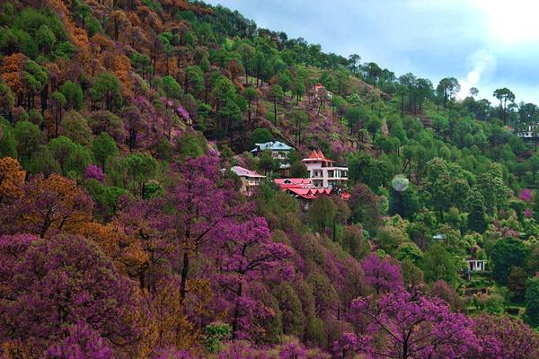 Top 10 Places To Visit In Kasauli 2024 Location Timings