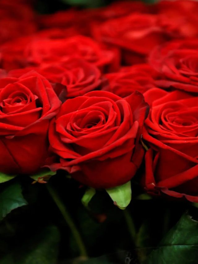 Valentine S Day 2024 Meaning Origin Day List Where To Celebrate   91e3a943 Cropped 7ae7c6fe Roses 1 